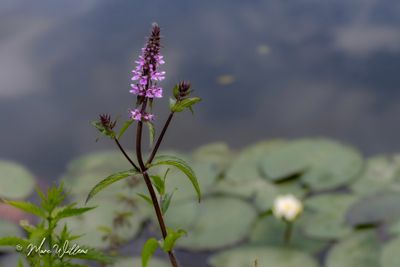 Moerasandoorn (Stachys palustris)