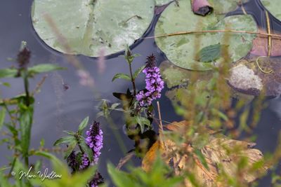 Moerasandoorn (Stachys palustris)