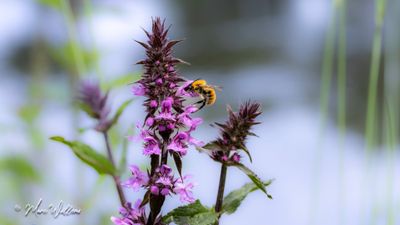 Moerasandoorn (Stachys palustris)