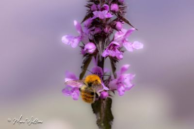 Moerasandoorn (Stachys palustris)