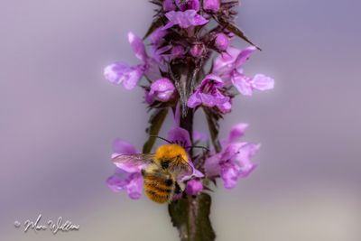 Moerasandoorn (Stachys palustris)