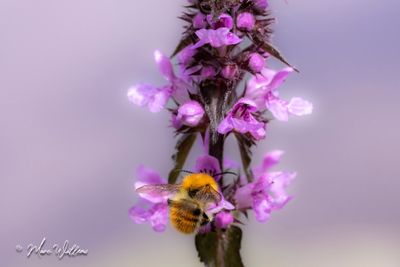 Moerasandoorn (Stachys palustris)