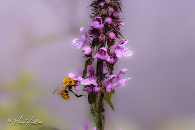 Moerasandoorn (Stachys palustris)