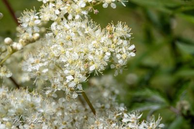 Moerasspirea (Filipendula ulmaria)