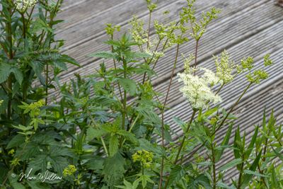 Moerasspirea (Filipendula ulmaria)