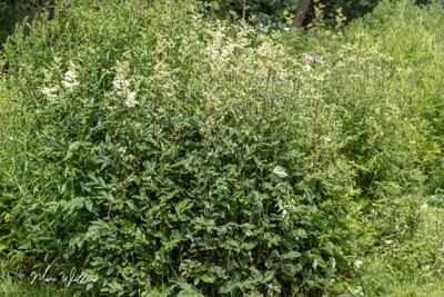 Moerasspirea (Filipendula ulmaria)