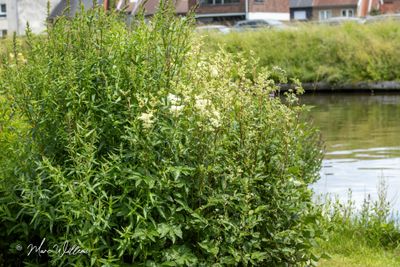 Moerasspirea (Filipendula ulmaria)