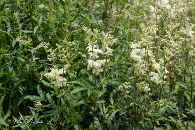 Moerasspirea (Filipendula ulmaria)