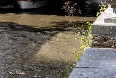 Muursla (Mycelis muralis)