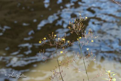 Muursla (Mycelis muralis)