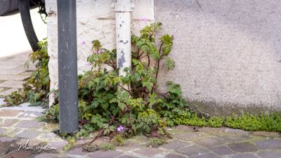 Robertskruid (Geranium robertianum)