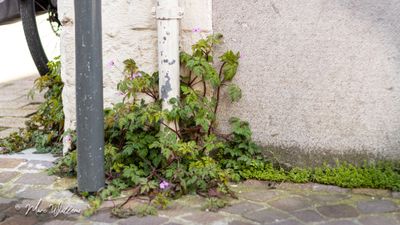 Robertskruid (Geranium robertianum)
