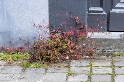Robertskruid (Geranium robertianum)