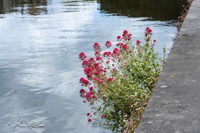 Rode spoorbloem (Centranthus ruber)