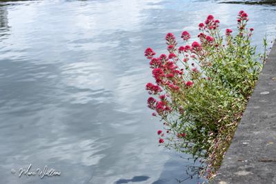 Rode spoorbloem (Centranthus ruber)