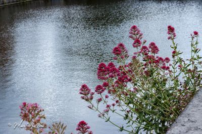 Rode spoorbloem (Centranthus ruber)