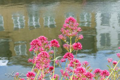 Rode spoorbloem (Centranthus ruber)