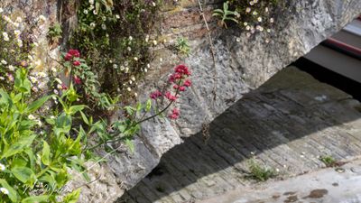 Rode spoorbloem (Centranthus ruber)