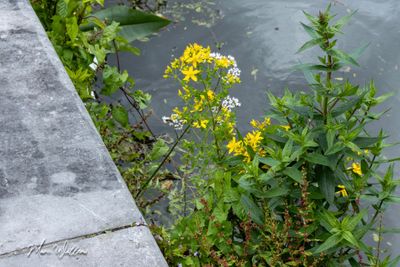 Sint-janskruid (Hypericum perforatum)