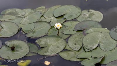 Waterlelie (Nymphaea)