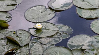 Waterlelie (Nymphaea)
