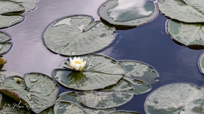 Waterlelie (Nymphaea)