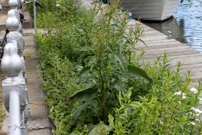 Waterzuring (Rumex hydrolapathum)