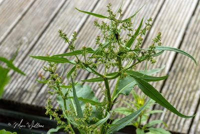 Waterzuring (Rumex hydrolapathum)