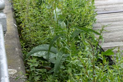 Waterzuring (Rumex hydrolapathum)