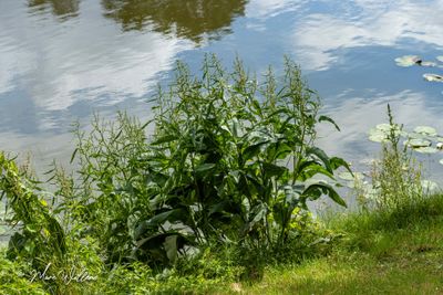 Waterzuring (Rumex hydrolapathum)