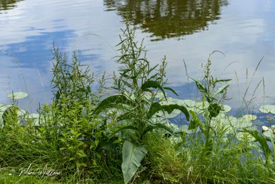 Waterzuring (Rumex hydrolapathum)