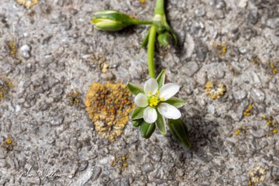 Zilte schijnspurrie (Spergularia salina)