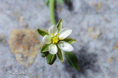 Zilte schijnspurrie (Spergularia salina)