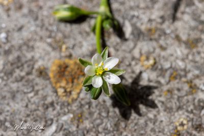 Zilte schijnspurrie (Spergularia salina)