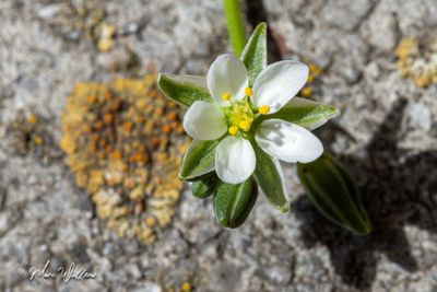 Zilte schijnspurrie (Spergularia salina)