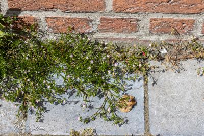 Zilte schijnspurrie (Spergularia salina)