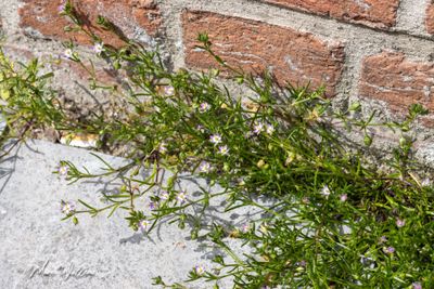 Zilte schijnspurrie (Spergularia salina)