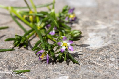 Zilte schijnspurrie (Spergularia salina)