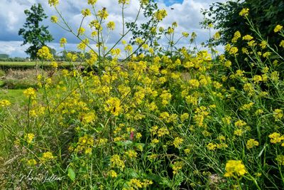 Zwarte mosterd (Brassica nigra)