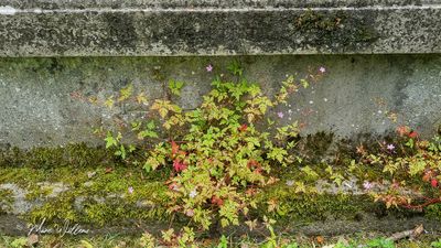 Robertskruid (Geranium robertianum)