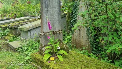 Vingerhoedskruid (Digitalis purpurea)