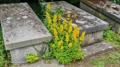 Puntwederik (Lysimachia punctata)