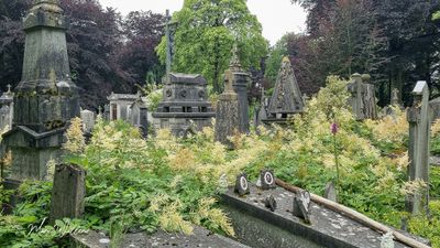 Geitenbaard (Aruncus dioicus)