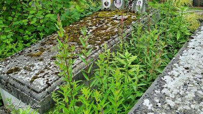 Grote kattenstaart (Lythrum salicaria)