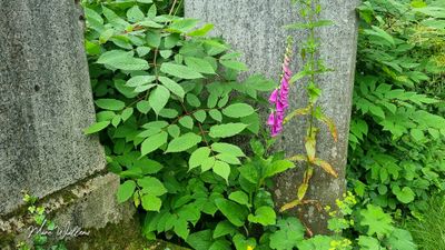 Vingerhoedskruid (Digitalis purpurea)
