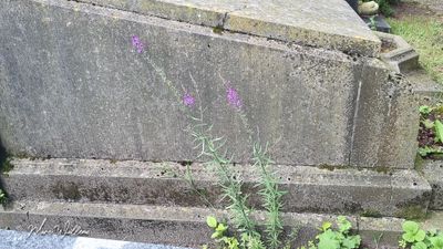 Walstroleeuwenbek (Linaria purpurea)