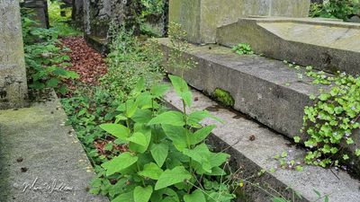 Knopig helmkruid (Scrophularia nodosa)