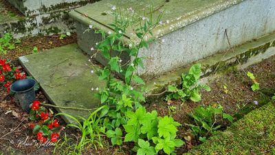 Basterdwederik spec. (Epilobium)