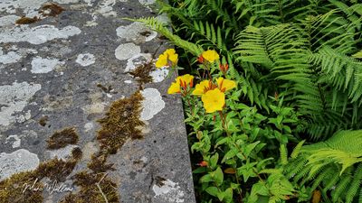 Teunisbloem spec. (Oenothera)