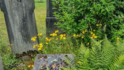 Teunisbloem spec. (Oenothera)